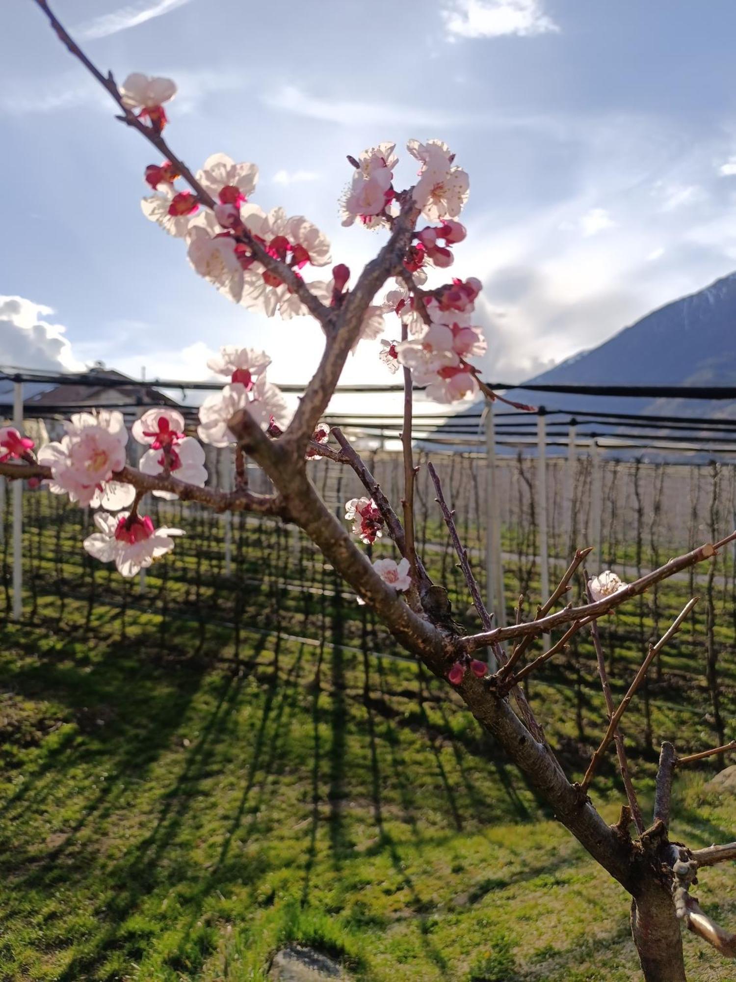 Biohof Gala Daire Naturns Dış mekan fotoğraf